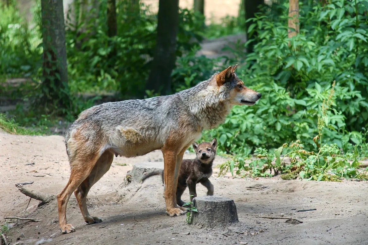 wolf-4606739_1280 Waadt gibt zwei Wolfswelpen zum Abschuss frei