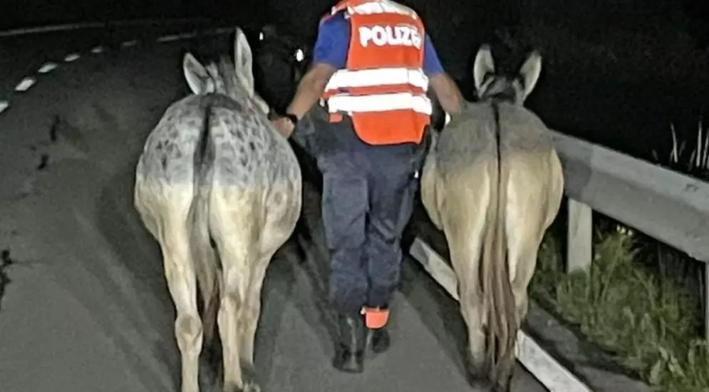Polizei fängt zwei «Ausbrecher»-Esel auf der Strasse ein