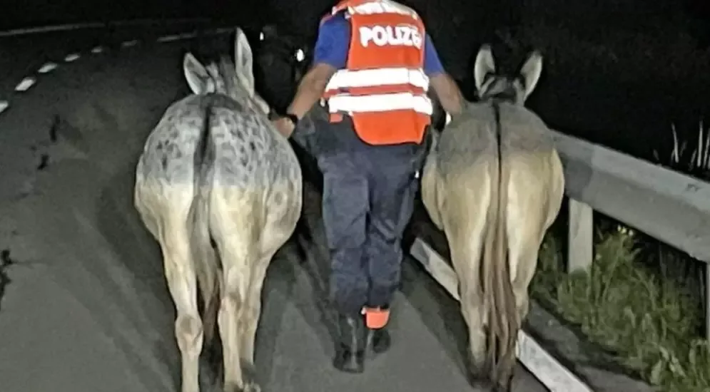 Esel Polizei fängt zwei «Ausbrecher»-Esel auf der Strasse ein