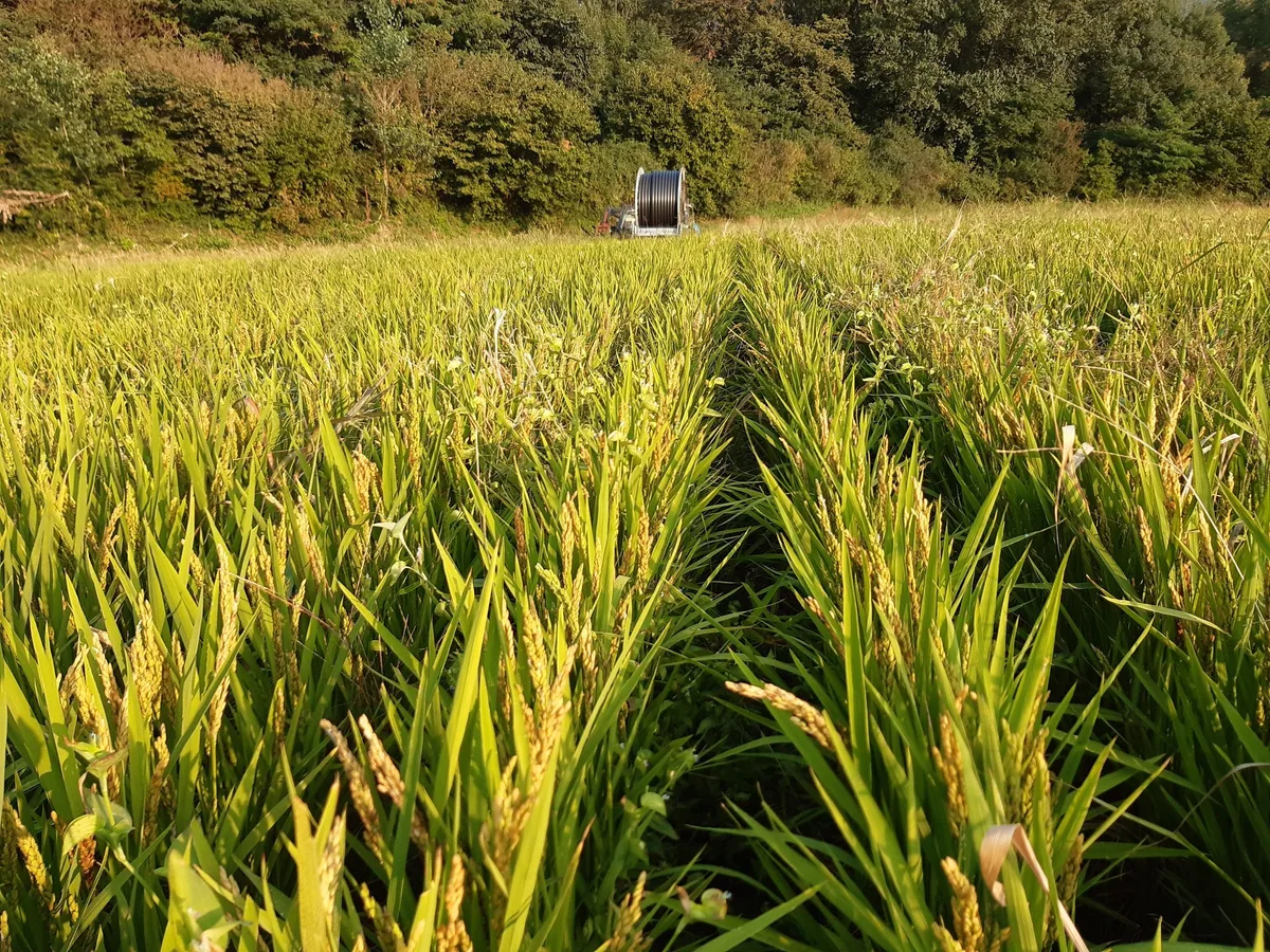 «Unsriger» Reis aus dem Maggiadelta
