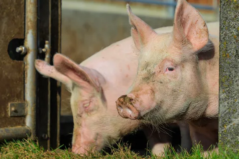 8c9af2649ba1f2b1f1254b6b22b54a11043eedd3 Wenn männliche Ferkel gar nicht zu Ebern werden, sondern ihr Leben lang vorpupertär bleiben, müssen sie nicht kastriert werden. (Bild BauZ)