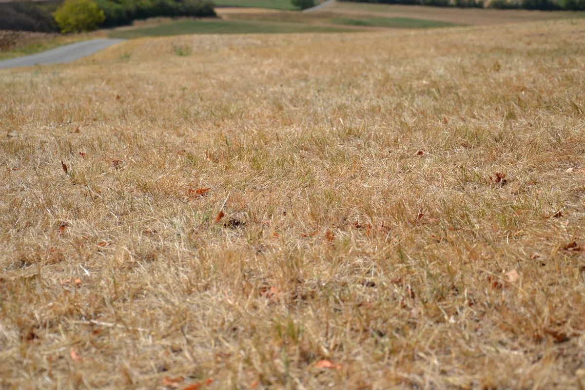 DSC_0061 Kopie.JPG Der Sommer 2026 lässt Wiesen und Weiden im In- und Ausland verdorren, die Milchproduktion sinken und Kosten steigen.