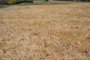 Der Sommer 2026 lässt Wiesen und Weiden im In- und Ausland verdorren, die Milchproduktion sinken und Kosten steigen.