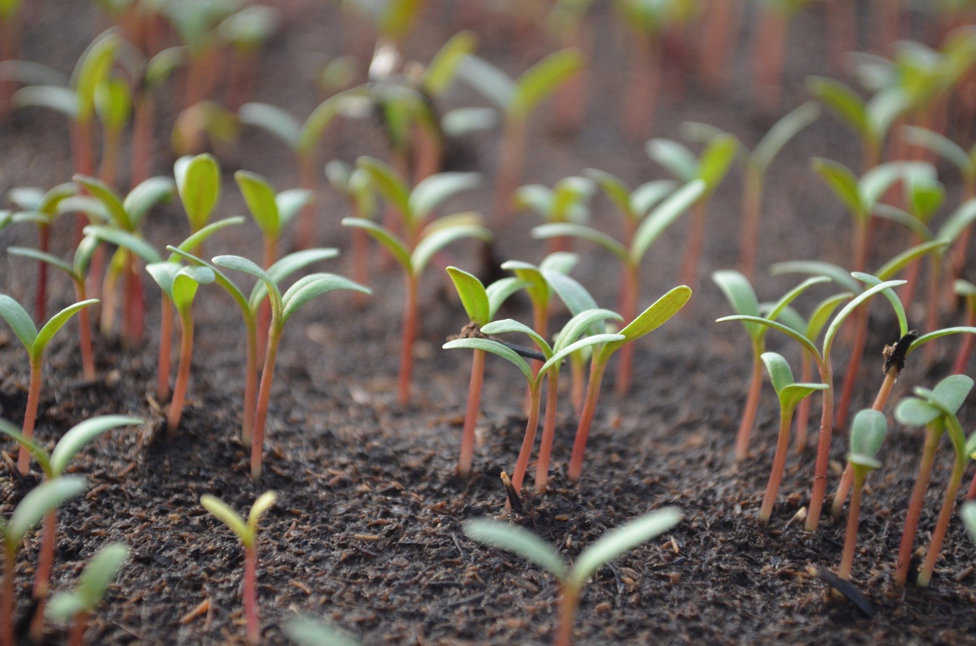 Die weltweite Biofläche ist 2020 um fast eine Million Hektaren gewachsen