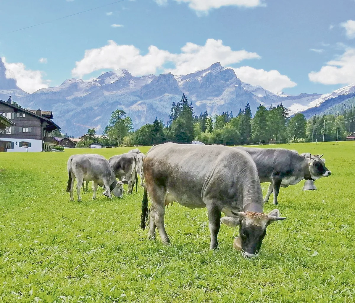349f1ba79386294caab3adfb210a84078660c701 Das Rätische Grauvieh stammt ursprünglich aus Graubünden, wo es als Dreinutzungs-Rasse für die Produktion von Milch und Fleisch sowie zur Arbeit eingesetzt wurde. (Bild Toni Bergmann)