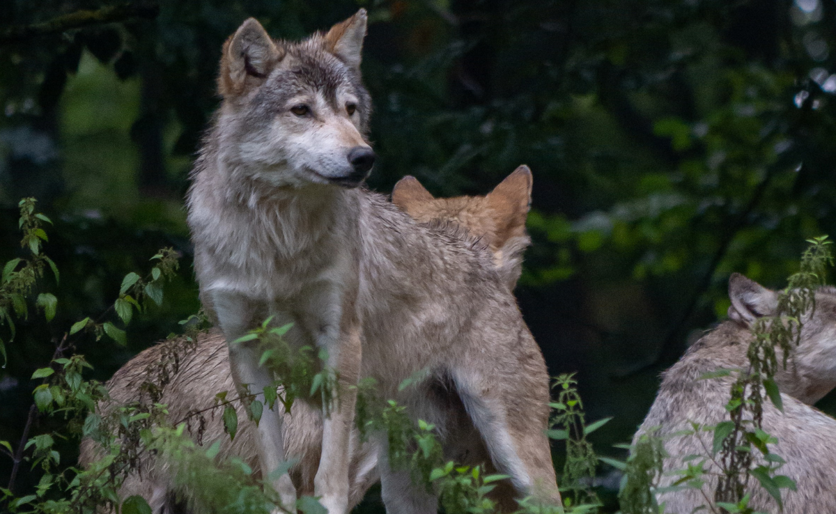 Wolfswelpen in der Region Lugano gesichtet