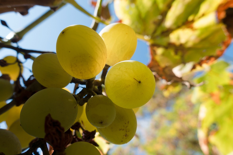 Wein scheint beliebt zu sein. (Bild pd)