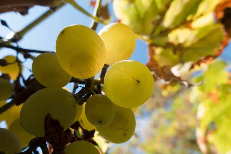 68d071693a64e7b07cff032e4e5938dc50912173 Wein scheint beliebt zu sein. (Bild pd)