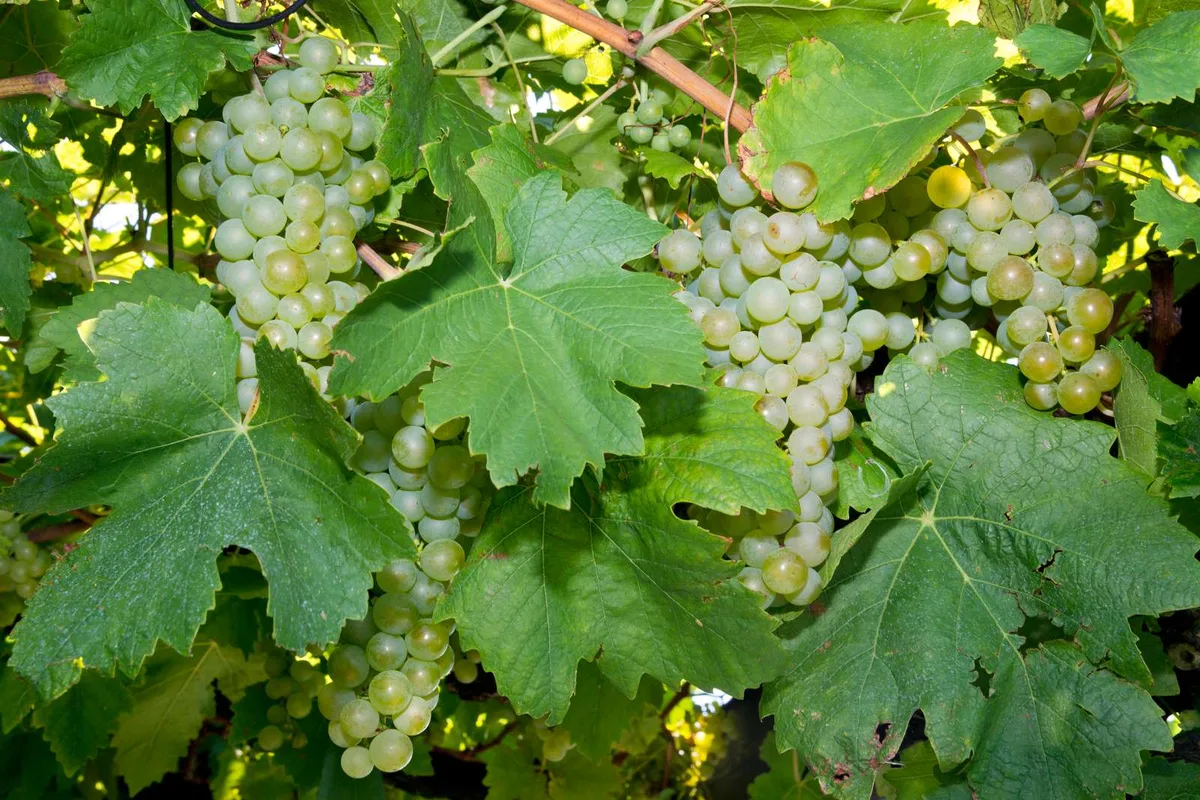weintraubennebuartniew Massives Wachstum beim Biowein