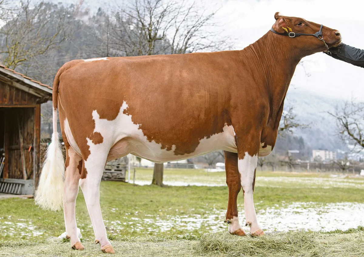 23c7e4e6ac2adb276ff9b23293081e0bc8f68265 Rubin Madison Little Linda ist eine Tochter vom Stier Madison, dem neuen Nummer eins beim Swiss Fleckvieh.(Bilder KeLeKi)