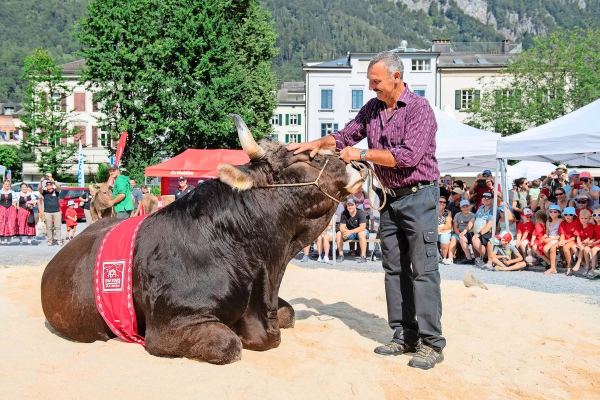 Den Original-Braunvieh-Stier Zibu und seinen Besitzer Bert Horner bringt so schnell nichts mehr aus der Ruhe. Sie kennen sich gut und hatten bereits viele gemeinsame Auftritte.