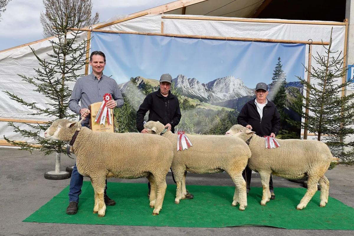 Die Missen Rang 1 bis 3 bei der Rasse Weisses Alpenschaf.