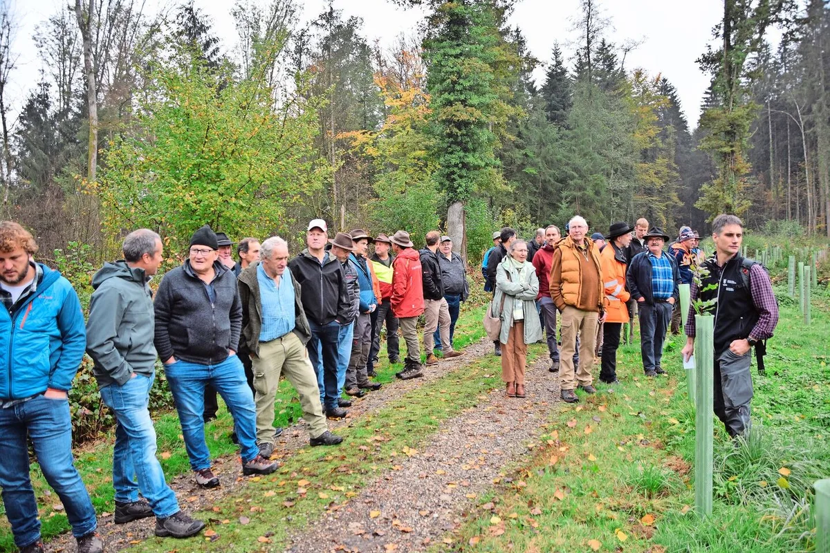 Revierförster Marc Mäder (rechts) erzählt den Teilnehmenden, warum die Burgergemeinde auf dieser Waldparzelle auf die Eiche gesetzt hat. Vorher standen hier Eschen, die dem Eschentriebsterben zum Opfer fielen.
