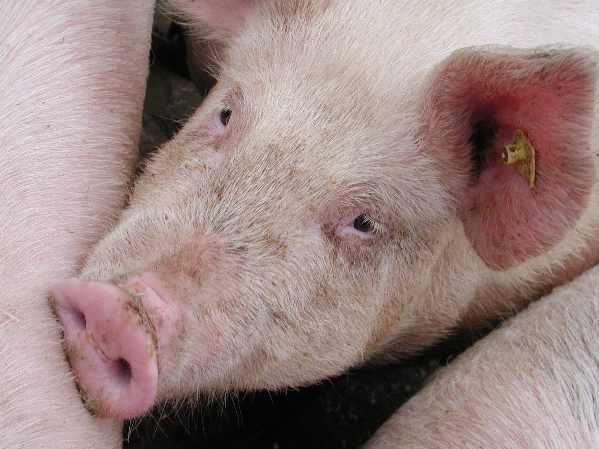 Durchfallerkrankung lässt US-Schweinebestand schrumpfen