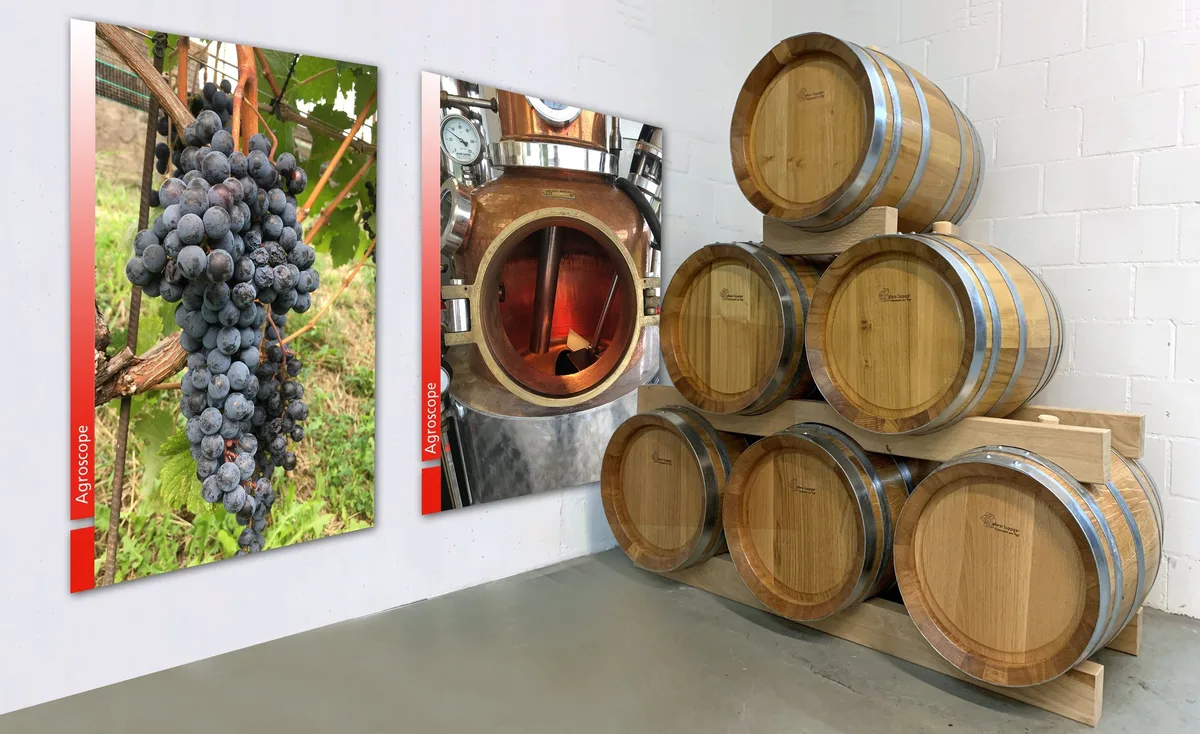 DG_22-06_FK_agroscope In Tessiner und Südbündner Robinien-Holz ausgebauter Grappa von Merlot-Traubentrester stösst bei den regionalen Produzenten auf Interesse.