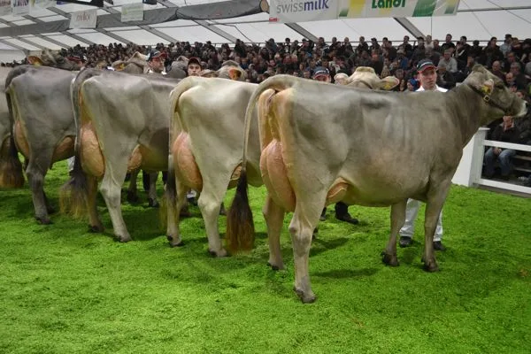 Züchter haben Tiere von der Tier&Technik abgemeldet. (Bild BauZ)