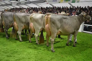 Züchter haben Tiere von der Tier&Technik abgemeldet. (Bild BauZ)
