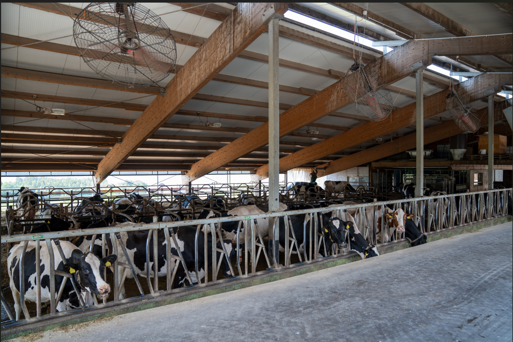 Der Laufstall bietet Platz für 55 Milchkühe der Rasse Holstein. Bei der Zucht setzt Landwirt Philipp Furrer auch amerikanische Genetik ein.