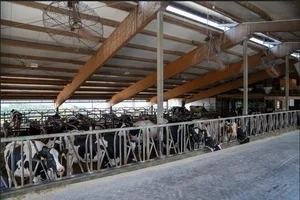 Der Laufstall bietet Platz für 55 Milchkühe der Rasse Holstein. Bei der Zucht setzt Landwirt Philipp Furrer auch amerikanische Genetik ein.