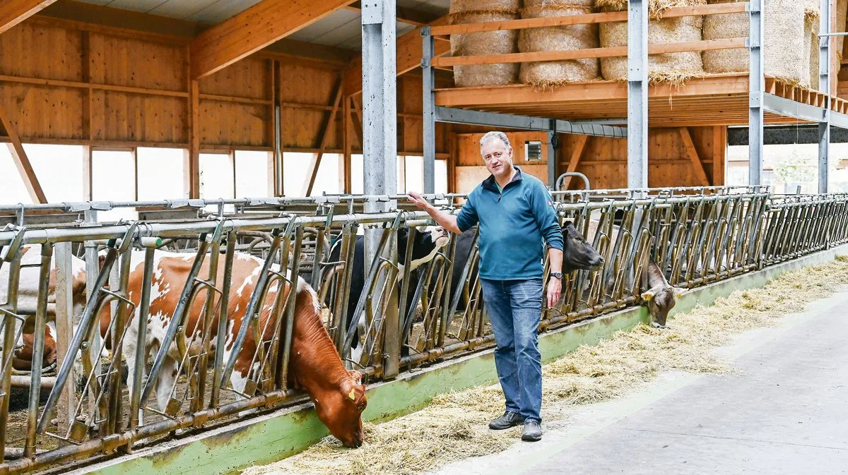 c79957ee592a228d71591b9fd5712c1e331d4810 Martin Wüthrich im neuen Stall. Die gute Beobachtung ist ihm wichtig. Täglich treibt er die Kälber auf die Weide. Er erkennt so das Brunstverhalten am einfachsten. Zudem würden die Tiere dadurch auch viel zutraulicher, weiss er. (Bild Andrea Wyss)