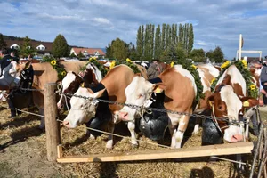 Auch Viehschauen sind von der neuen Zertifikatspflicht teilweise betroffen.