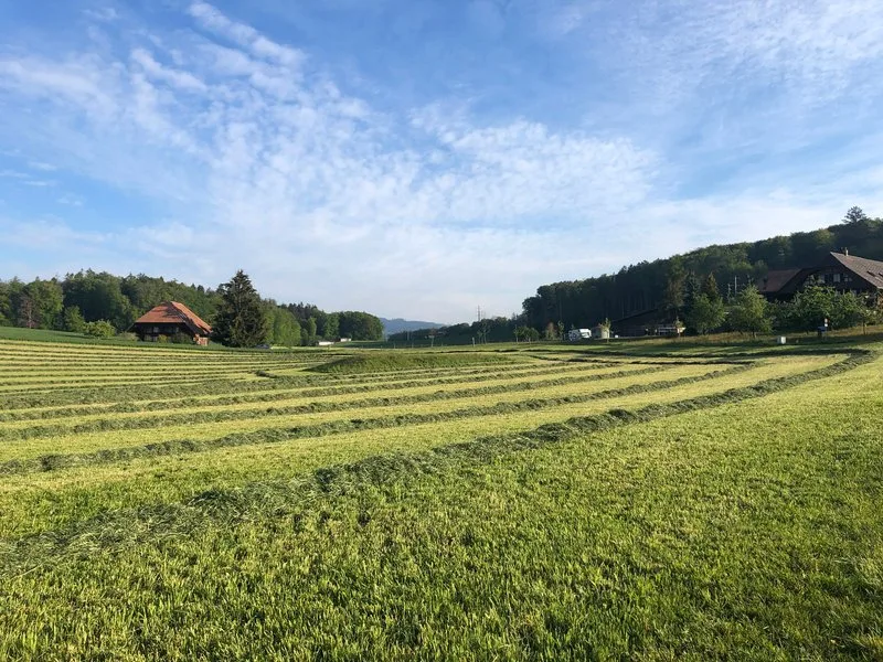 31ae36a2d5c48d213d6139f7f4c8eca0ccd7af02 Wer im Futterbau hohe Erträge erzielen will, sollte die Bodenfruchtbarkeit nicht ausser Acht lassen. (Bild Jasmine Baumann)
