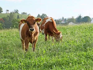 Ein angepasstes Weidemanagement ist eine mögliche Alternative zu Entwurmungsmitteln bei jungen Rindern.