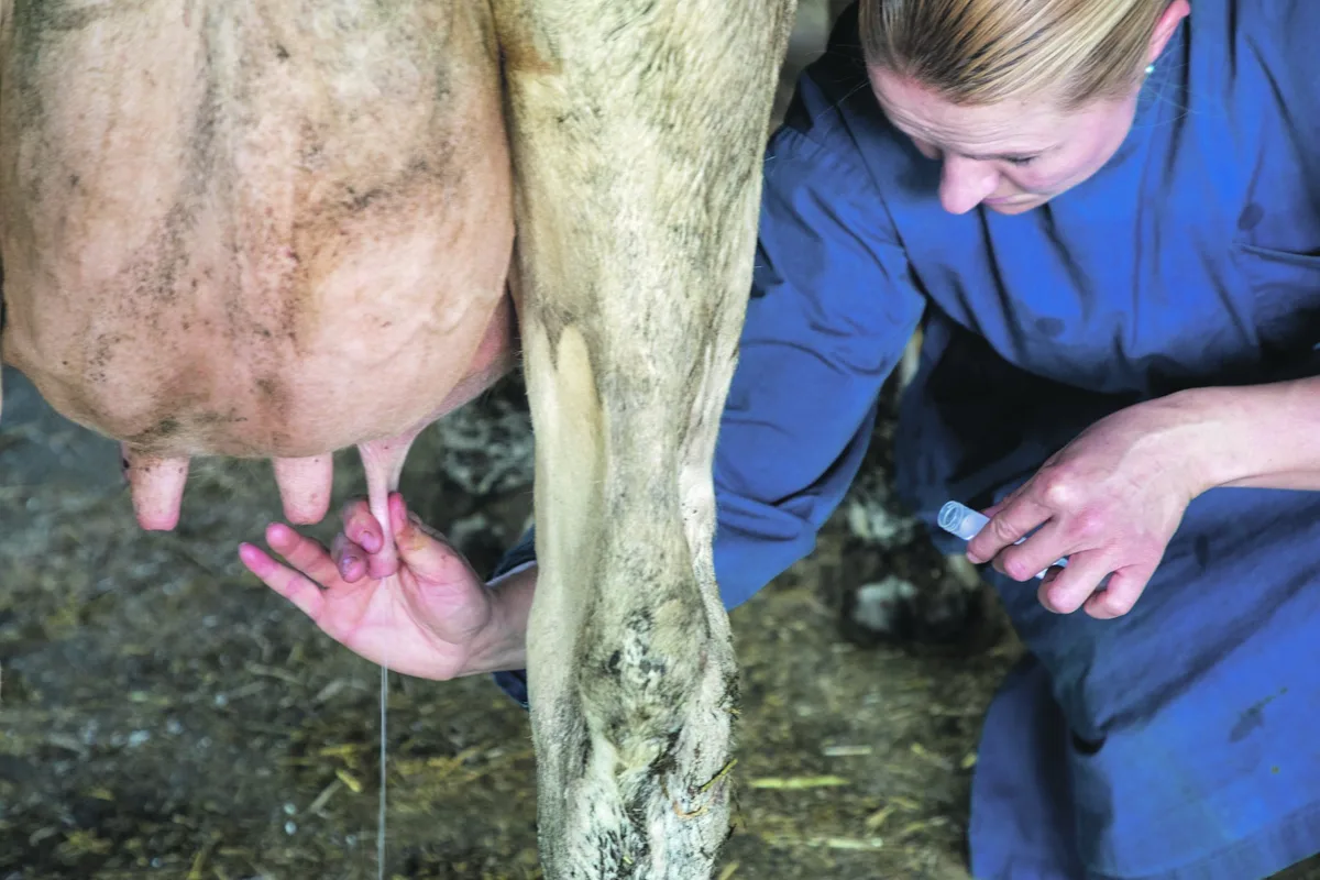 BZ-BET2-30-Milchvieh-km Galtmastitis beim Trockenstellen ist nicht ausschliessbar