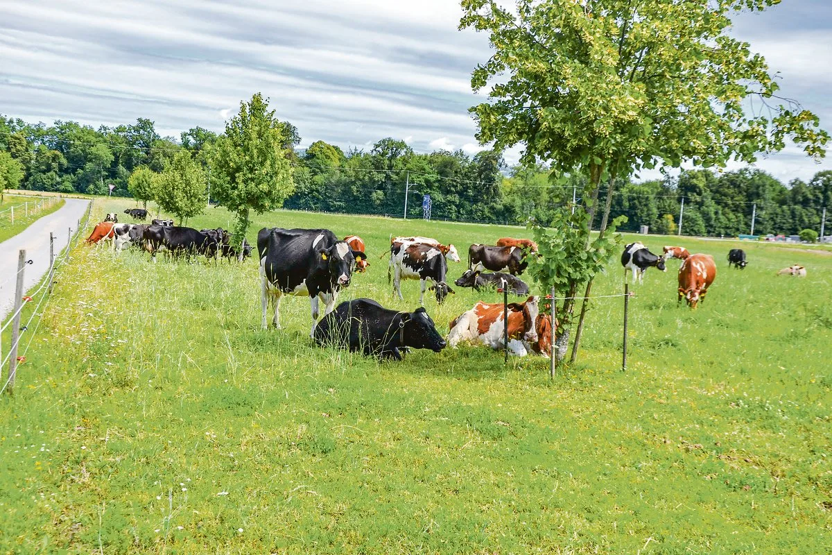6a5b3d8bee6251c79edaf8f0caa2abf6a17abd8c Die Kuhherde ist gemischt: Es sind Kreuzungen mit neuseeländischer Genetik, Kiwi Cross, Jersey, British Friesian oder Swiss Fleckvieh darunter. (Bilder Peter Fankhauser)