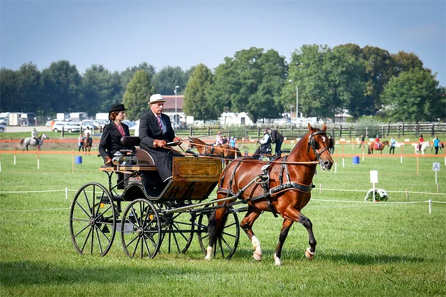 b6c5f65d725b2103e13541a9ba46e97ceb3af737 Bei schönstem Herbstwetter gab es am Pferdefestival grosses Kino für Pferdenarren. (Bilder Agroscope)