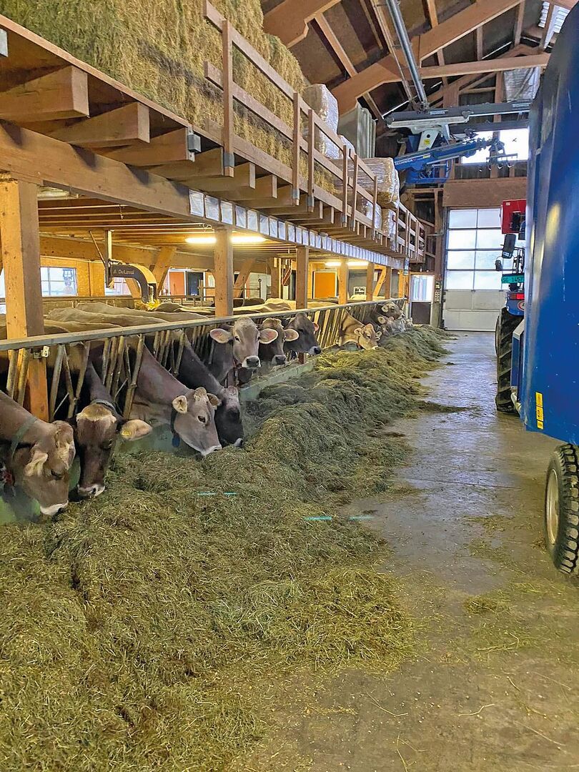Braunvieh frisst im Stall eine Totalmischration vom Futtertisch.