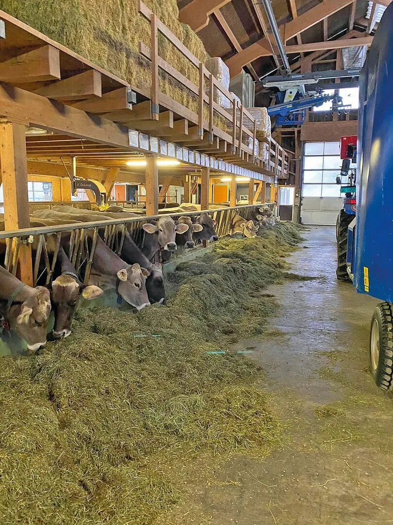 Braunvieh frisst im Stall eine Totalmischration vom Futtertisch.
