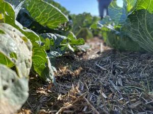 Xaver Heller ist von den Vorteilen von Mulch überzeugt, sowohl bei trockenen als auch ungewöhnlich nassen Bedingungen.