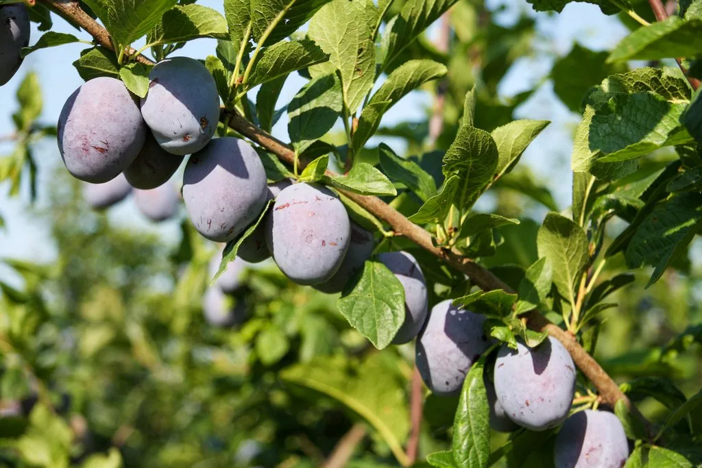 Zwetschgen-SOV Schweizer Obstverband freut sich auf reiche Zwetschgen-Ernte