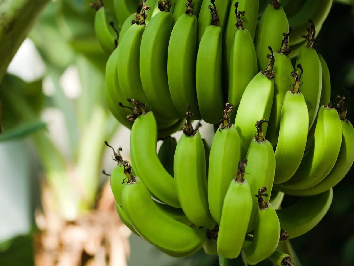 bananenstaude In den Niederlanden wurden die ersten Bananen geerntet