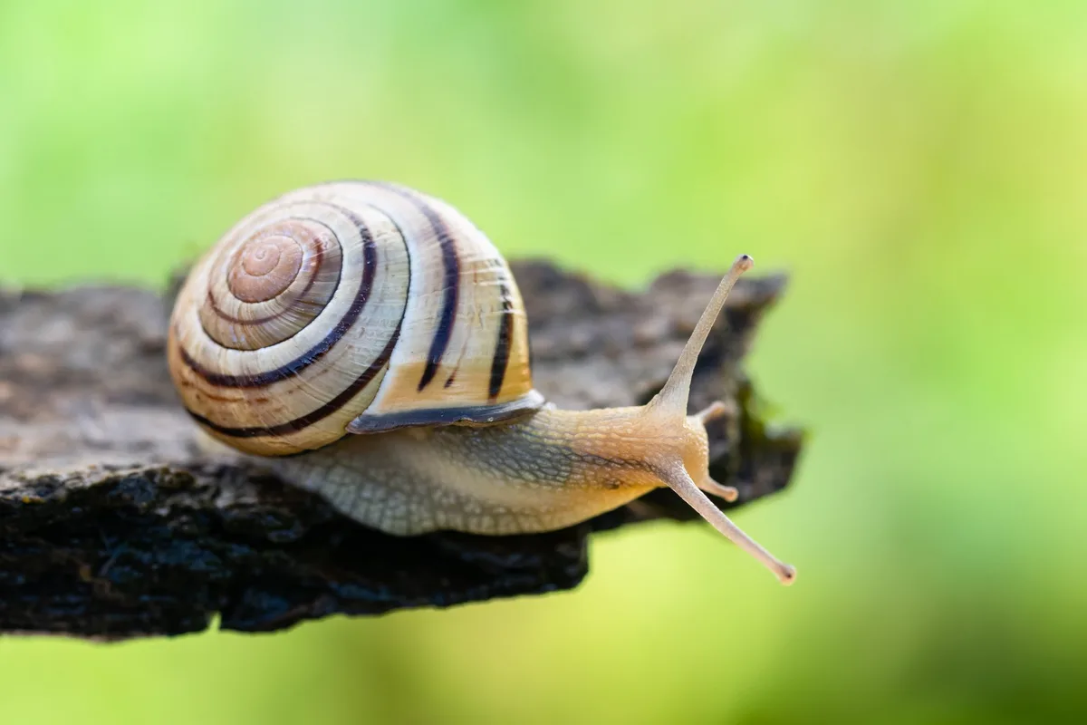 escargot des haies Cepeae nemoralis