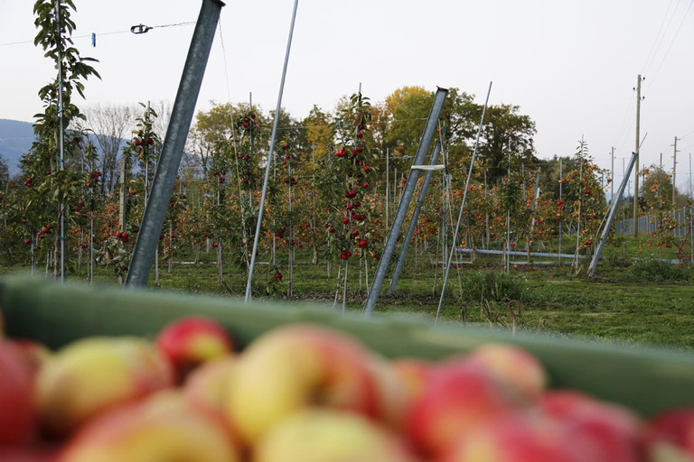 Schon vor der Ernte können Äpfel mit Fruchtfäule-Pilzen infiziert werden. (Symbolbild lid/ji)