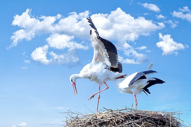 Wer einen Storch im Winter sieht, muss dies im Normalfall nicht melden. (Symbolbild Pixabay)