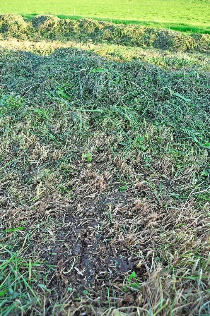 Bei einem zu tiefen Schnitt gelangt mehr Erde durch Mäusehaufen ins Futter. Eine Sanierung des Bestandes kann nach dem ersten Schnitt durchgeführt werden.