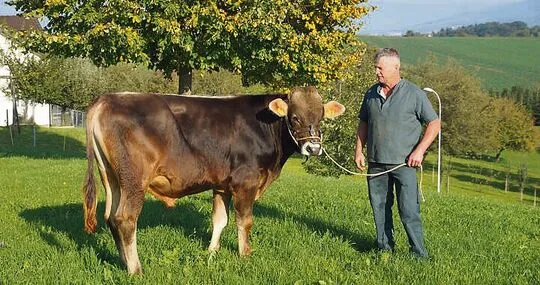 Fredi Schmid, Milchproduzent aus Wittenbach, ist stolz auf den noch jungen Stier.