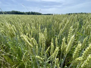 Der Bundesrat will weniger Ackerland für neue Biodiversitätsförderflächen BFF «abzwacken» als bisher geplant. Dies ist eine von 26 Bestimmungen im Verordnungspaket 2024 zur Agrarpolitik AP22+.