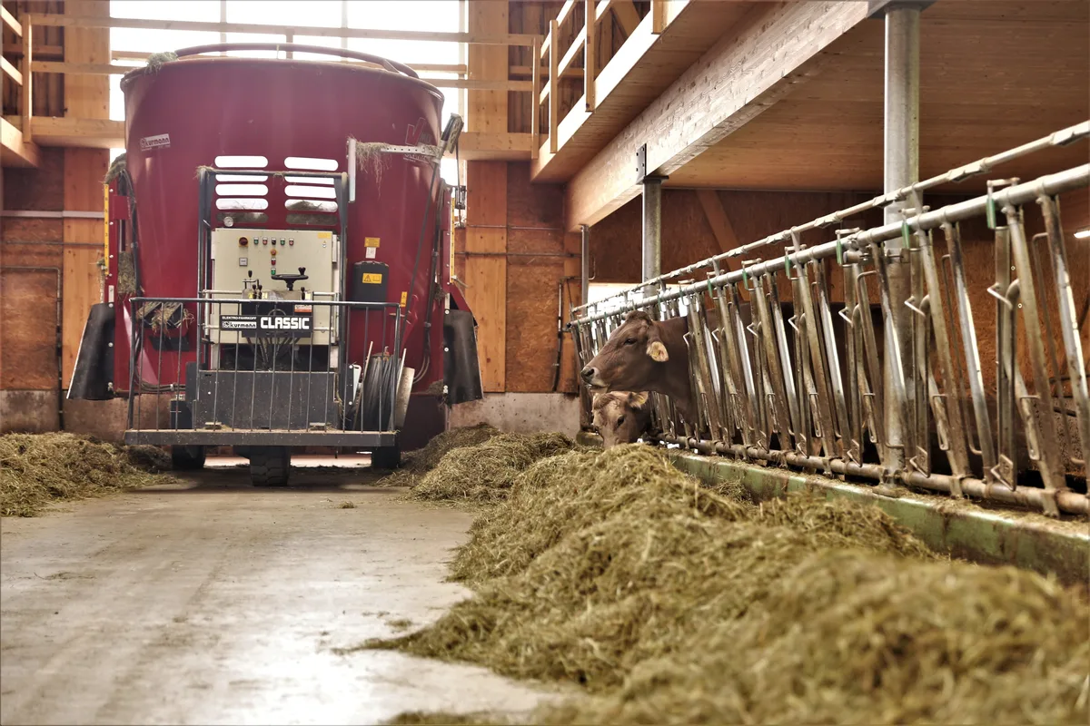 220507_Mutterkuh_Anlass 092.JPG Die Hygiene ist bei der Fütterung mittels Mischwagen wichtig. Bei hohen Temperaturen steigt die Gefahr durch Mykotoxine an.