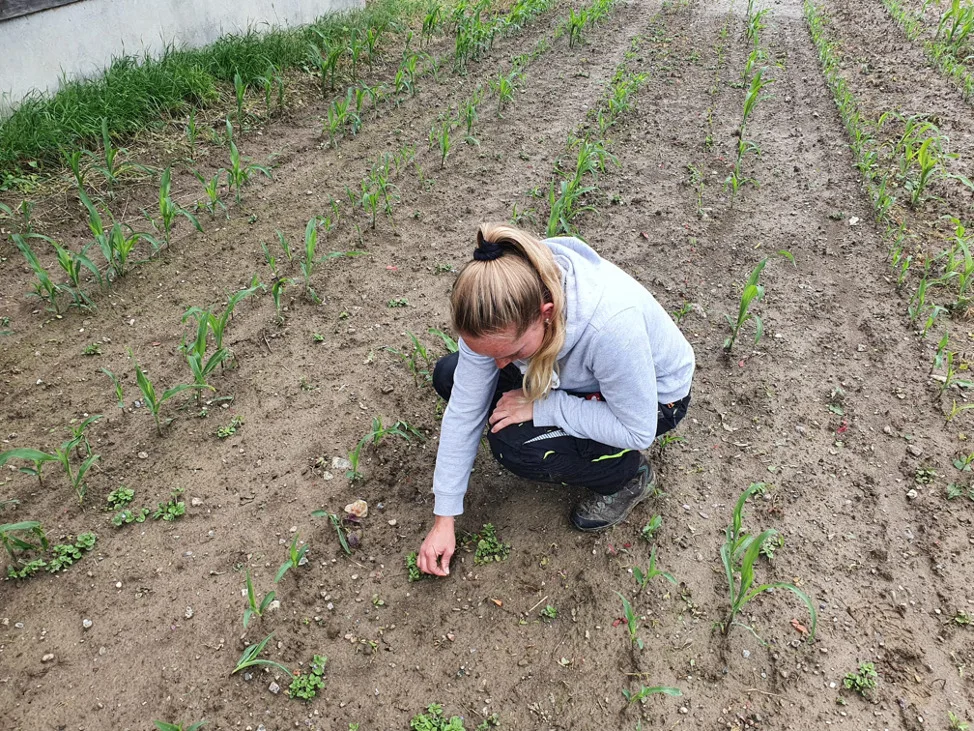 4b26f52116b5946961498b360a40811d53cacaea Andrea Ramseyer sucht nach den «gewünschten» Pflanzen, für in ihr Herbarium. Schlussendlich wurde sie fündig. (Bild zVg)