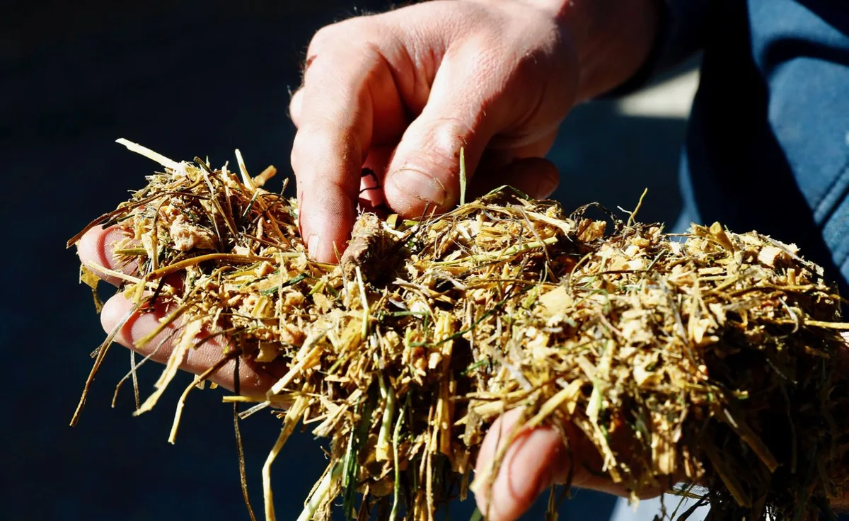 2d9af748a4b47ffc0165aff189f6dce1cd6c977a Die Pic-Mix-Würfel aus dem Food Recycling der Landi Sursee LU werden in eine Totale Mischration TMR gemischt. Bild: Ruben Sprich