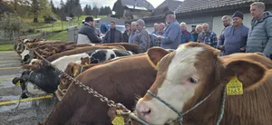 Käbermarkt in Eggwil: Die Züchter nutzen die Gelegenheit, hier ihre schlachtreifen Kälber zu vergleichen.