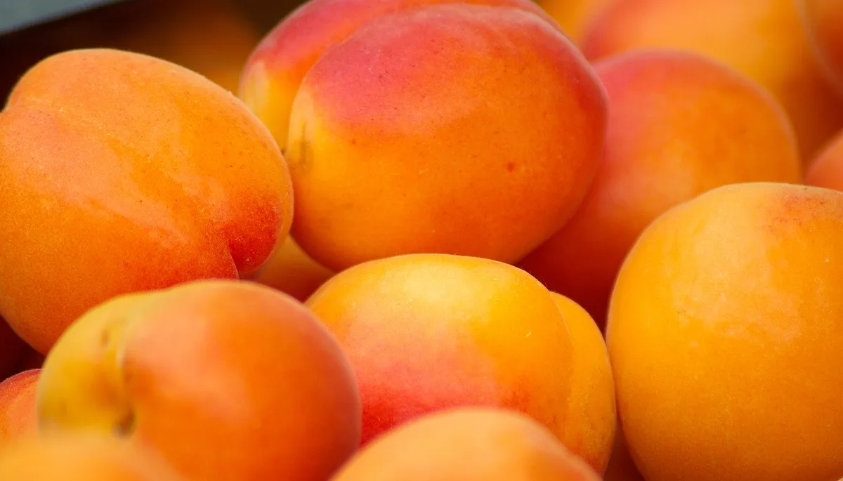 422d567f61488c206696c38ab52409791a212950 Früchte mit roten Backen sind bei Schweizerinnen und Schweizern beliebter als ganz orange Aprikosen. (Bild jackmac34/Pixabay)