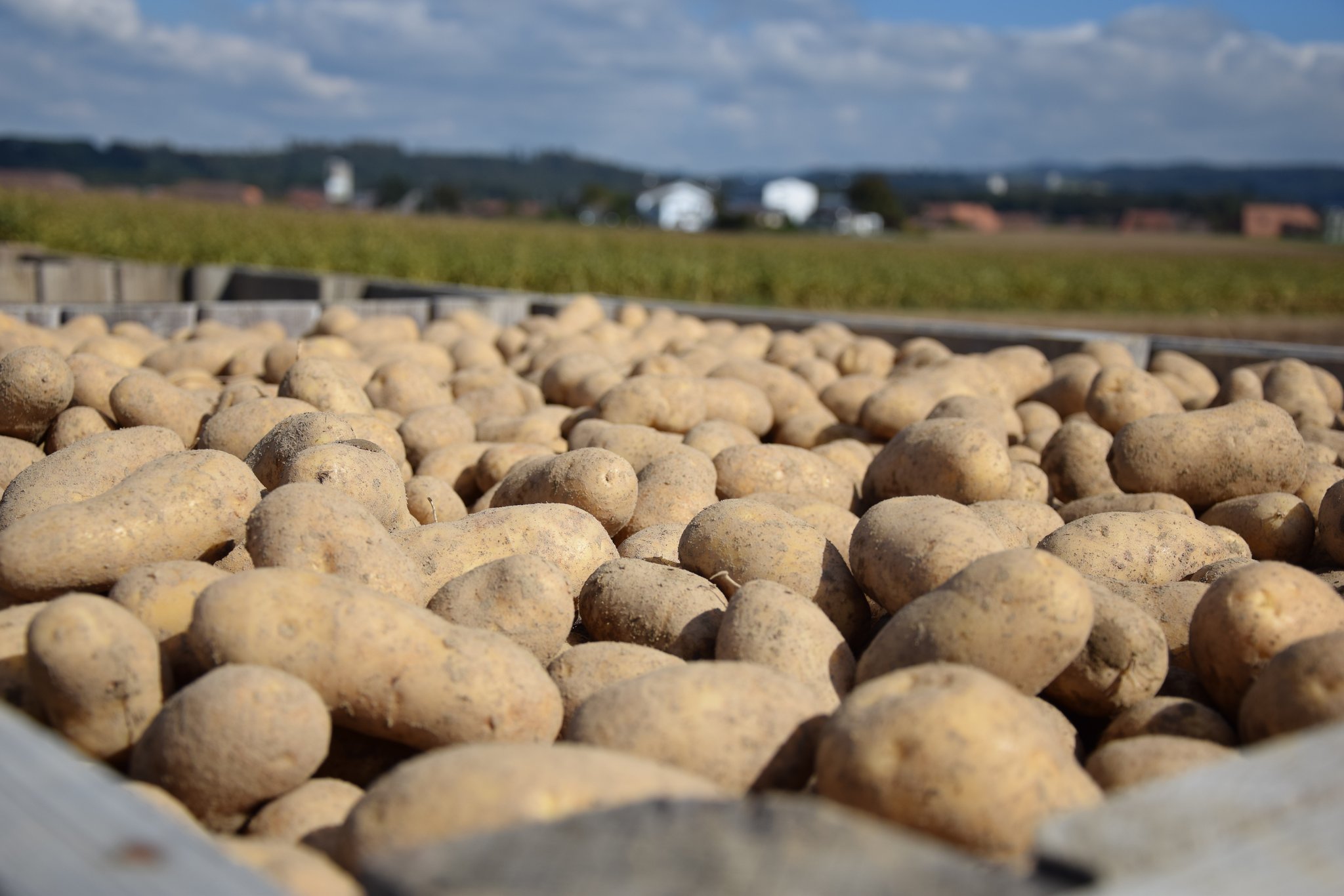 Bei den Pflanzkartoffeln hatten die Zentralschweizer schon bessere Jahre