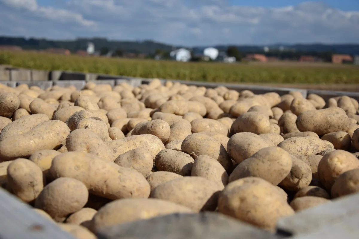 Pflanzkartoffel Bei den Pflanzkartoffeln hatten die Zentralschweizer schon bessere Jahre