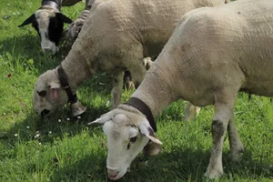 Via SMS-Informationsdienst ging eine Warnung wegen Wolfspräsenz an andere Nutztierhalter.