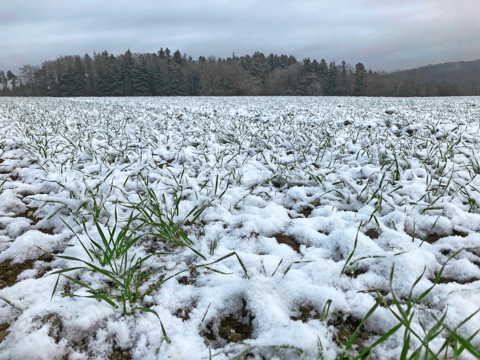 Eine zu frühe Düngung macht agronomisch keinen Sinn und gefährdet die Umwelt.